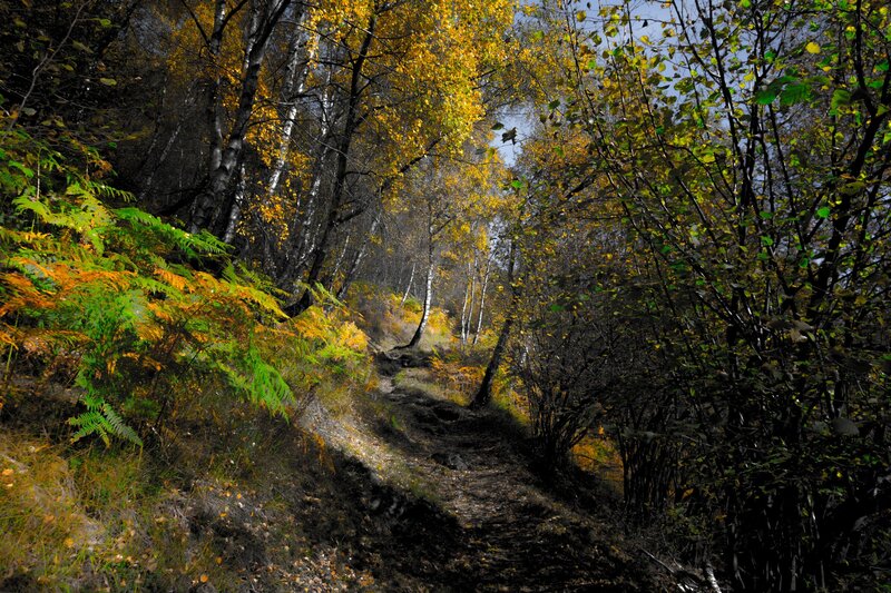 Path Through Autumn Forest — Yellow, Serene, Photograph, Trees, Ferns