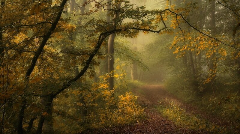 Path Through Autumn Forest — Yellow, Serene, Photograph, Trees, Fog, Leaves