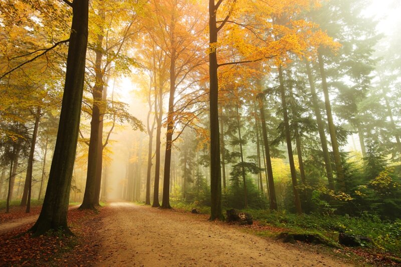 Path Through Autumn Forest — Yellow, Serene, Photograph, Trees, Fog