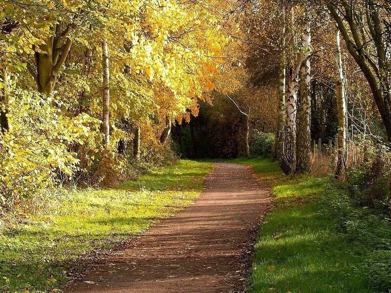 Path Through Autumn Forest — Yellow, Serene, Photograph, Trees, Grass, Leaves