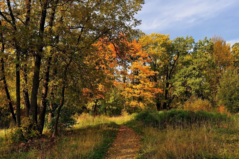 Path Through Autumn Forest — Yellow, Serene, Photograph, Trees, Grass, Sky