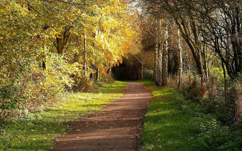 Path Through Autumn Forest — Yellow, Serene, Photograph, Trees, Grass, Sunlight