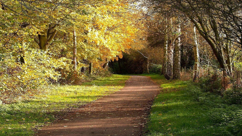 Path Through Autumn Forest — Yellow, Serene, Photograph, Trees, Grass