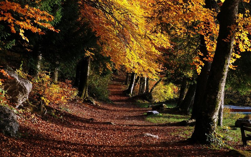 Path Through Autumn Forest — Yellow, Serene, Photograph, Trees, Leaves, Bench, Brown, Green