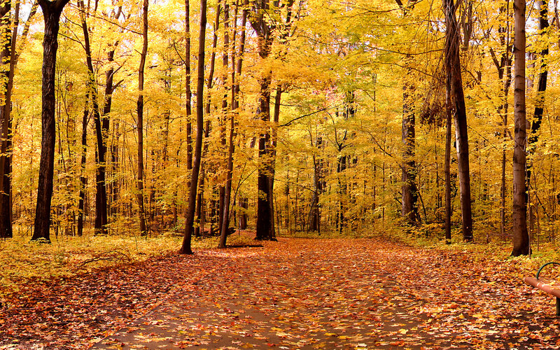 Path Through Autumn Forest — Yellow, Serene, Photograph, Trees, Leaves, Bench