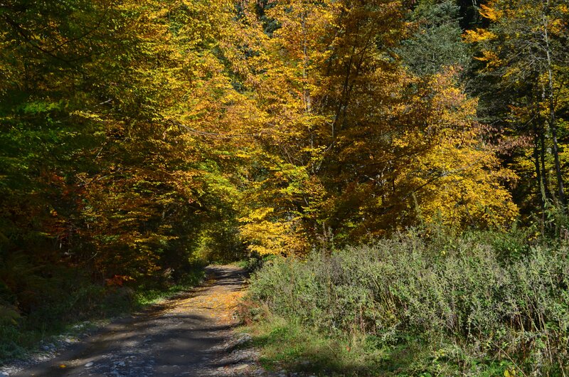 Path Through Autumn Forest — Yellow, Serene, Photograph, Trees, Leaves, Bushes, Green