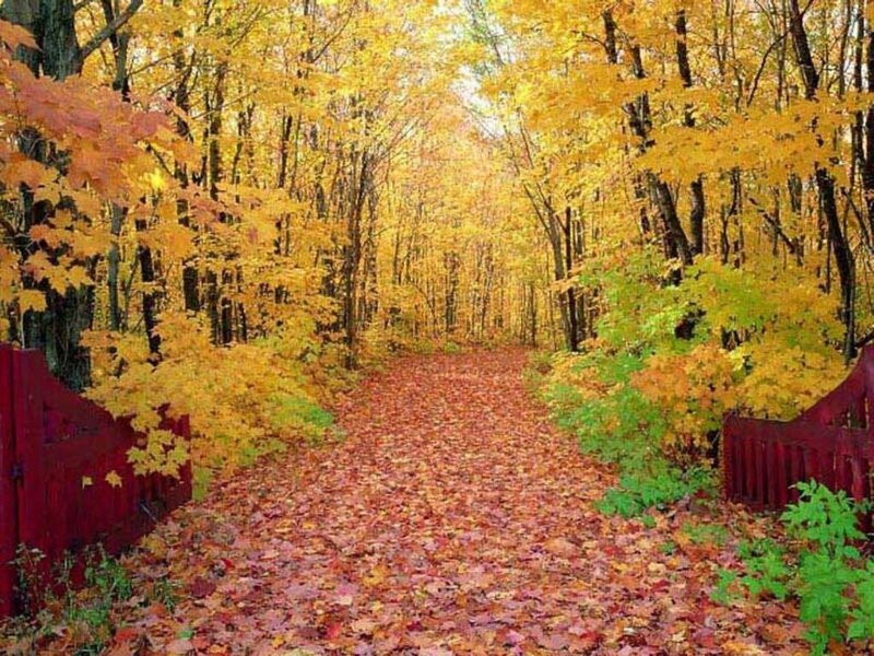 Path Through Autumn Forest — Yellow, Serene, Photograph, Trees, Leaves, Fence, Red