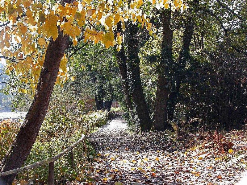 Path Through Autumn Forest — Yellow, Serene, Photograph, Trees, Leaves, Fence