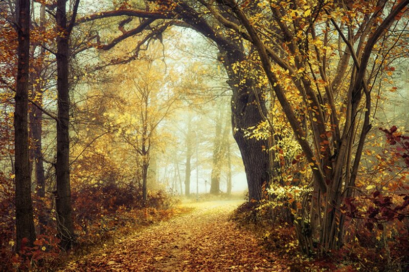 Path Through Autumn Forest — Yellow, Serene, Photograph, Trees, Leaves, Fog