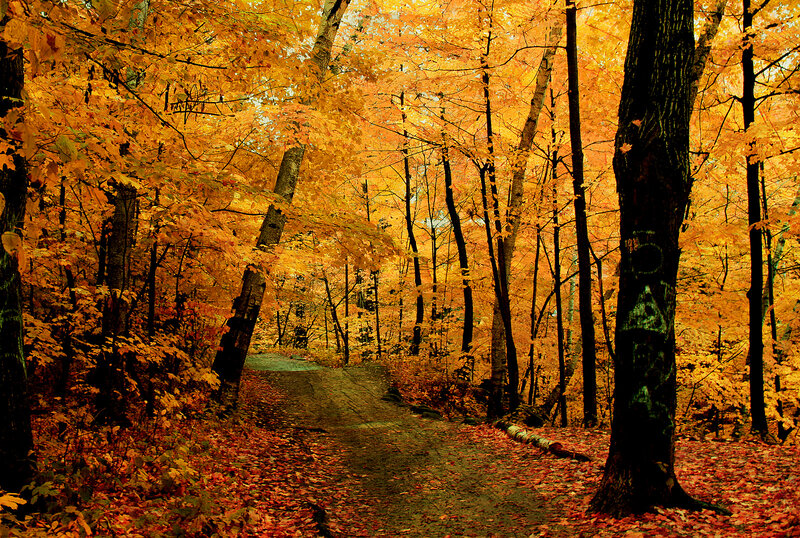 Path Through Autumn Forest — Yellow, Serene, Photograph, Trees, Leaves, Graffiti