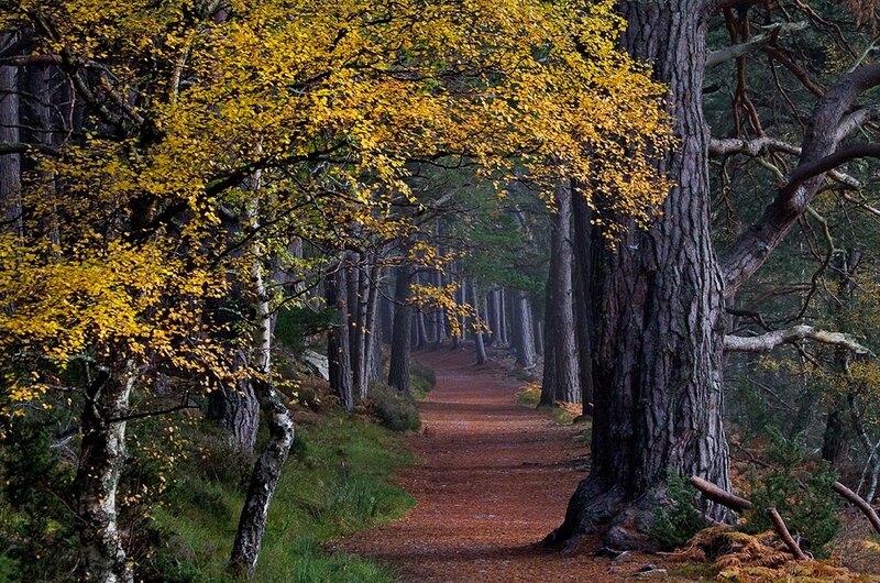 Path Through Autumn Forest — Yellow, Serene, Photograph, Trees, Leaves, Grass