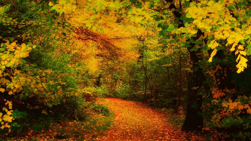 Path Through Autumn Forest — Yellow, Serene, Photograph, Trees, Leaves, Green, Brown
