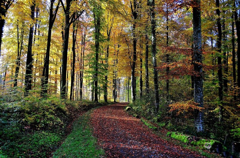 Path Through Autumn Forest — Yellow, Serene, Photograph, Trees, Leaves, Moss