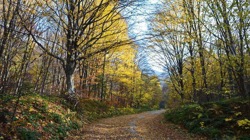 Path Through Autumn Forest — Yellow, Serene, Photograph, Trees, Leaves, Mountain
