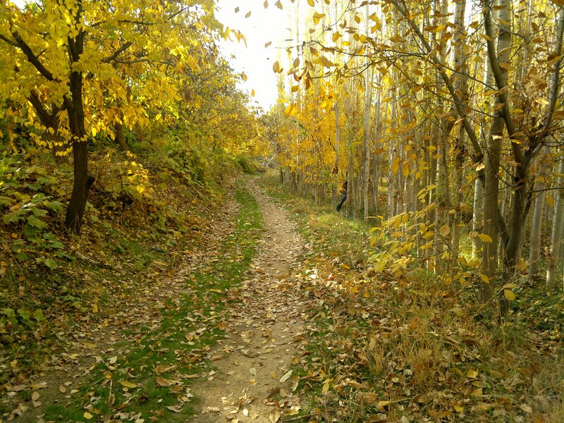Path Through Autumn Forest — Yellow, Serene, Photograph, Trees, Leaves, Person