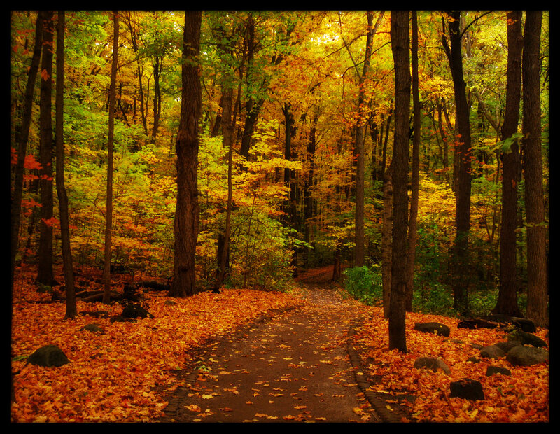 Path Through Autumn Forest — Yellow, Serene, Photograph, Trees, Leaves, Rocks