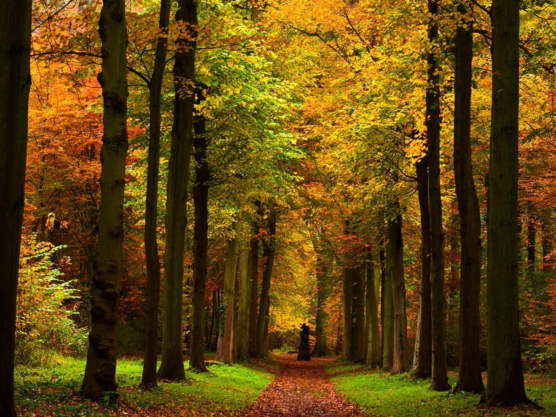Path Through Autumn Forest — Yellow, Serene, Photograph, Trees, Leaves, Statue