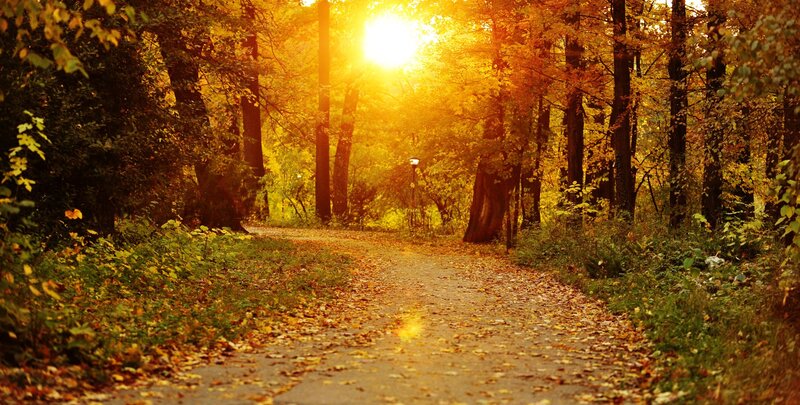 Path Through Autumn Forest — Yellow, Serene, Photograph, Trees, Leaves, Sun