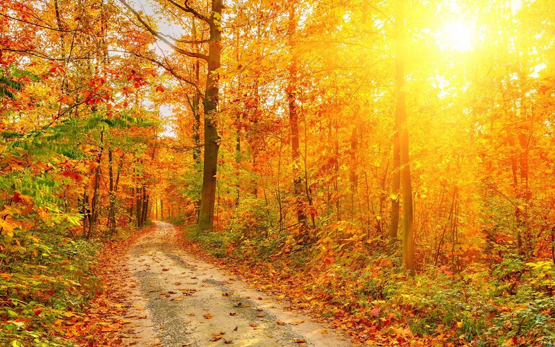 Path Through Autumn Forest — Yellow, Serene, Photograph, Trees, Leaves, Sunlight, Orange, Green