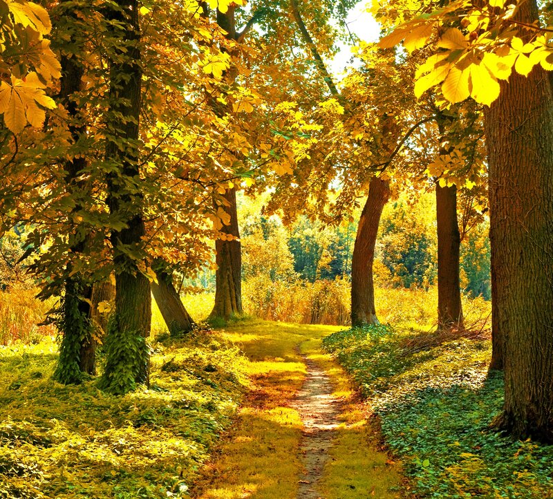 Path Through Autumn Forest — Yellow, Serene, Photograph, Trees, Leaves, Sunlight