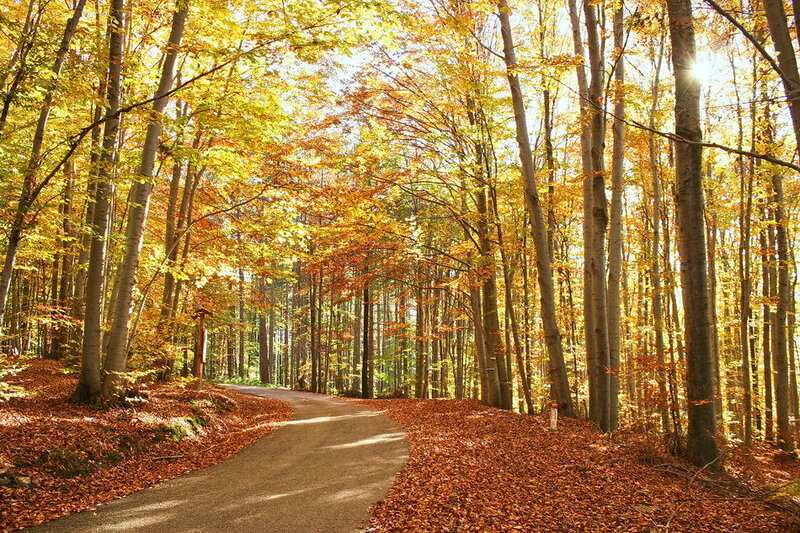 Path Through Autumn Forest — Yellow, Serene, Photograph, Trees, Leaves