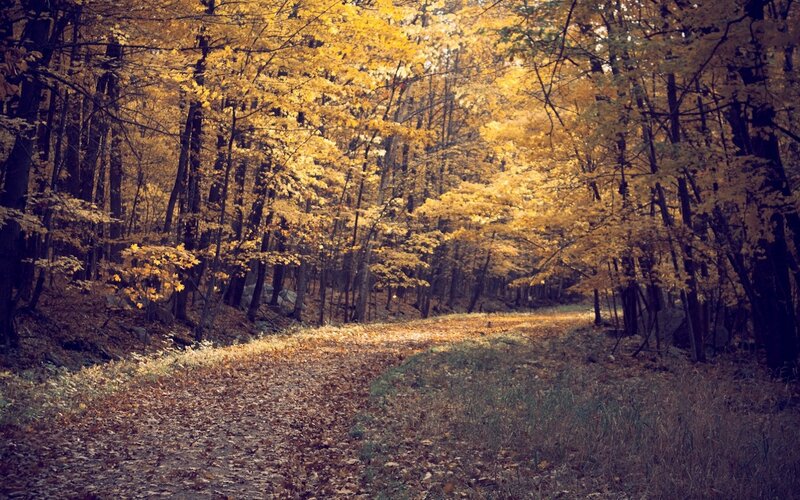 Path Through Autumn Forest — Yellow, Serene, Photograph, Trees, Leaves, Trail, Brown, Green
