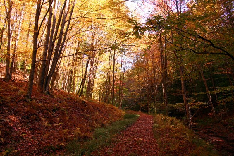 Path Through Autumn Forest — Yellow, Serene, Photograph, Trees, Leaves, Trail