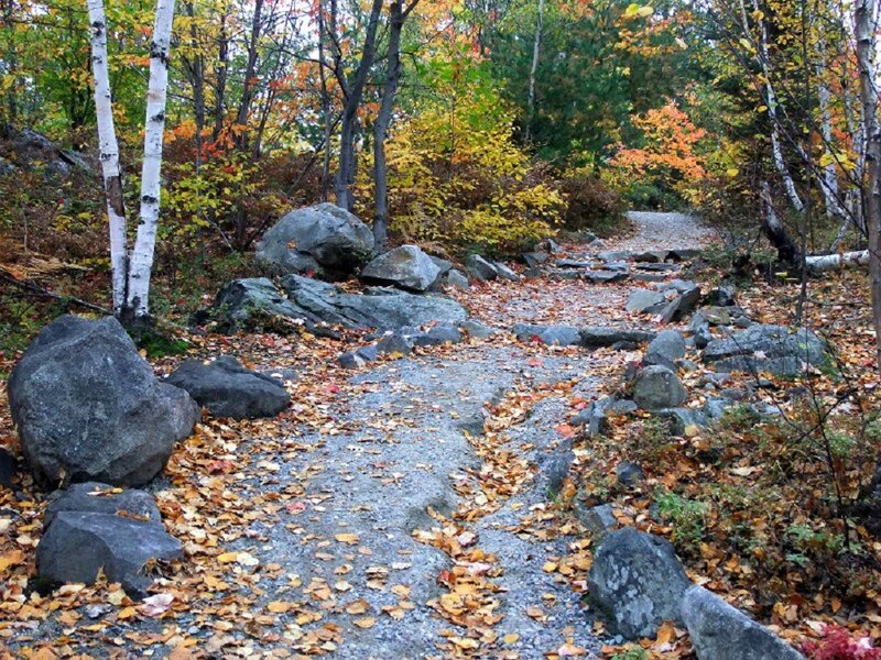 Path Through Autumn Forest — Yellow, Serene, Photograph, Trees, Rocks