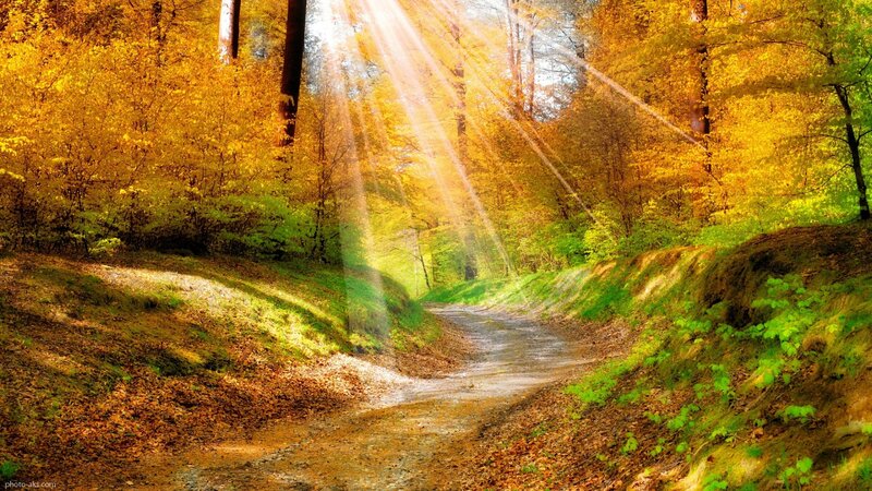 Path Through Autumn Forest — Yellow, Serene, Photograph, Trees, Sunbeams