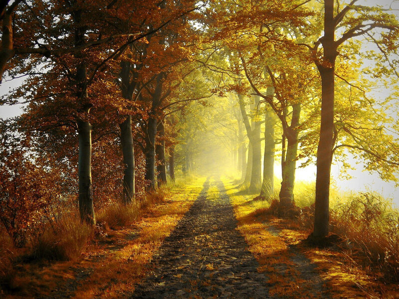 Path Through Autumn Forest — Yellow, Serene, Photograph, Trees, Sunlight, Fog, Grass