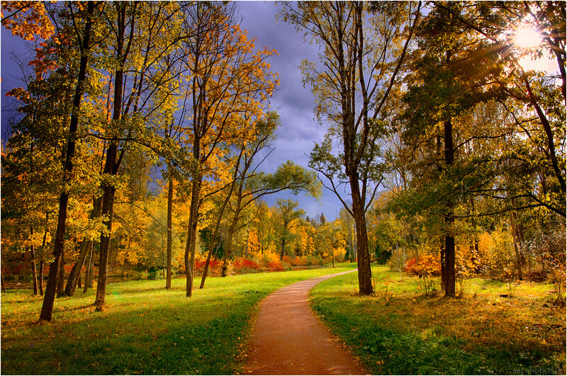 Path Through Autumn Forest — Yellow, Serene, Photograph, Trees, Sunlight, Grass