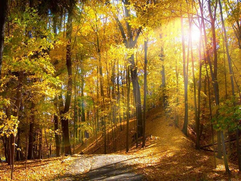 Path Through Autumn Forest — Yellow, Serene, Photograph, Trees, Sunlight, Leaves