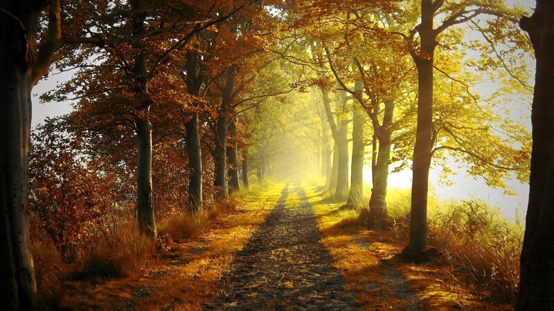 Path Through Autumn Forest — Yellow, Serene, Photograph, Trees, Sunlight