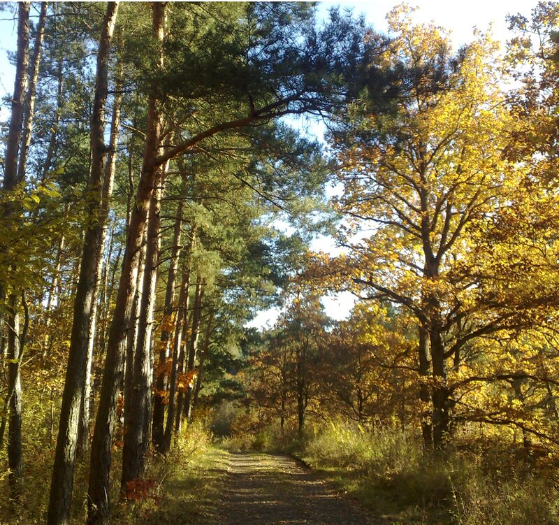 Path Through Autumn Forest — Yellow, Serene, Photograph, Trees, Sunlight, Trail
