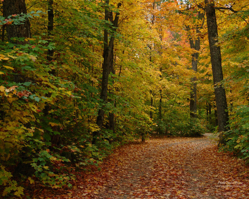 Path Through Autumn Forest — Yellow, Serene, Photograph, Trees