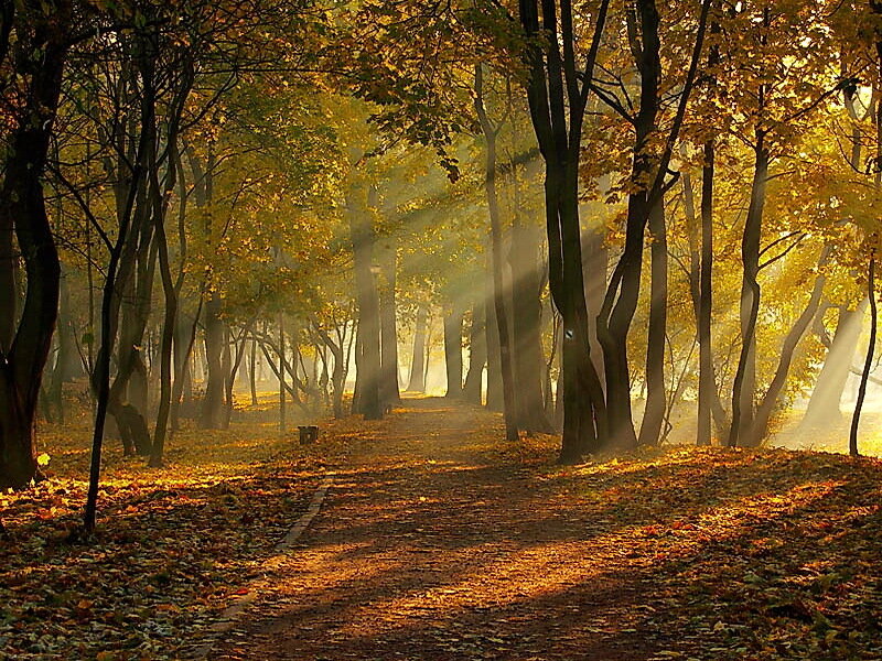 Path Through Autumn Forest — Yellow, Serene