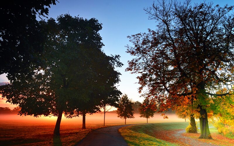 Path Through Autumn Park — Orange