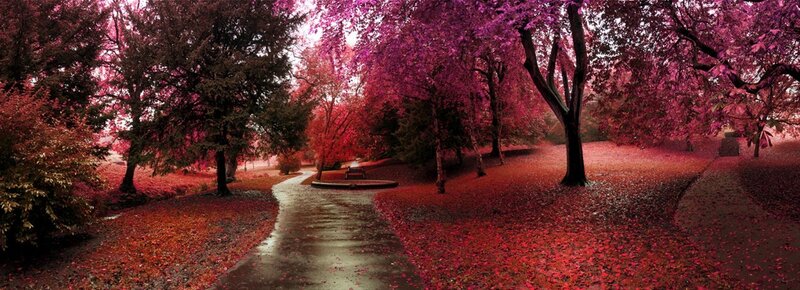 Path Through Autumn Park — Red