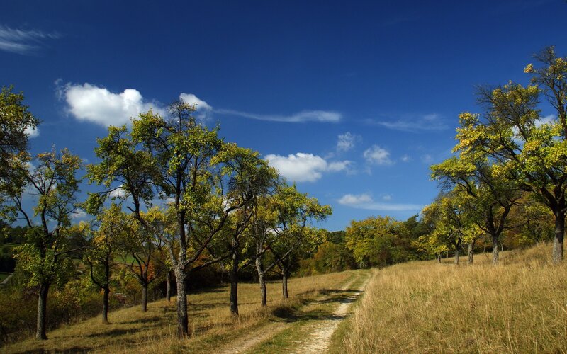 Path Through Autumn Trees — Blue, Serene