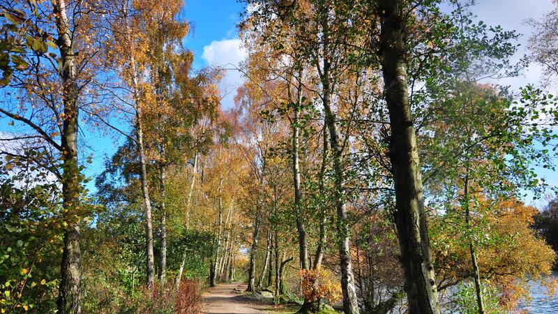Path Through Autumn Trees — Blue