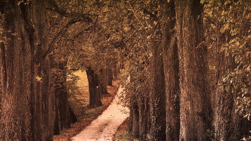 Path Through Autumn Trees — Brown, Serene, Photograph, Leaves