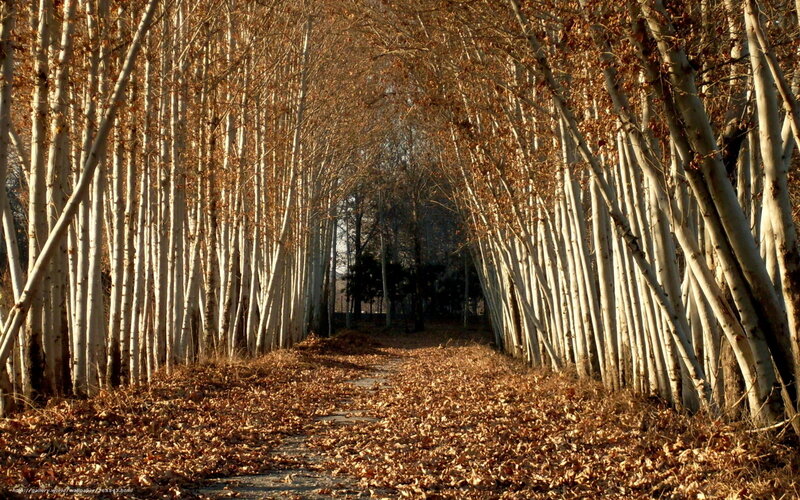 Path Through Autumn Trees — Brown, Serene, Photograph