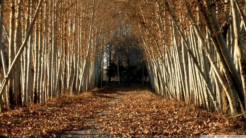 Path Through Autumn Trees — Brown, Serene