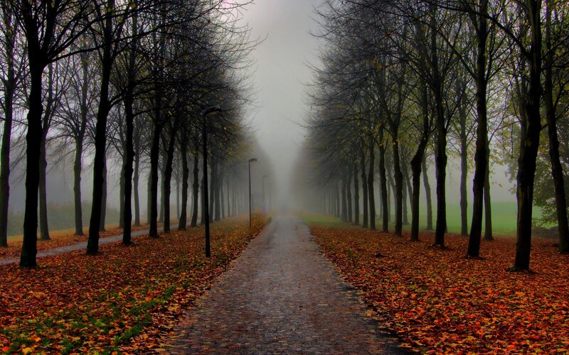 Path Through Autumn Trees — Brown