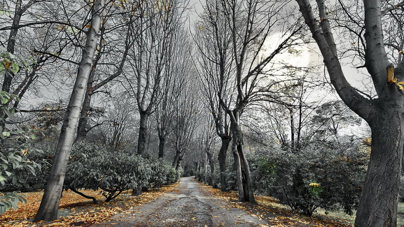 Path Through Autumn Trees — Gray