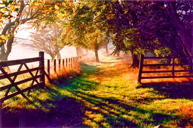 Path Through Autumn Trees — Green, Serene, Morning
