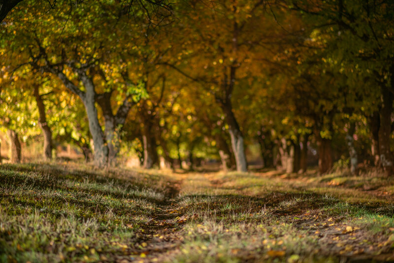 Path Through Autumn Trees — Green, Serene, Photograph, Grass, Leaves