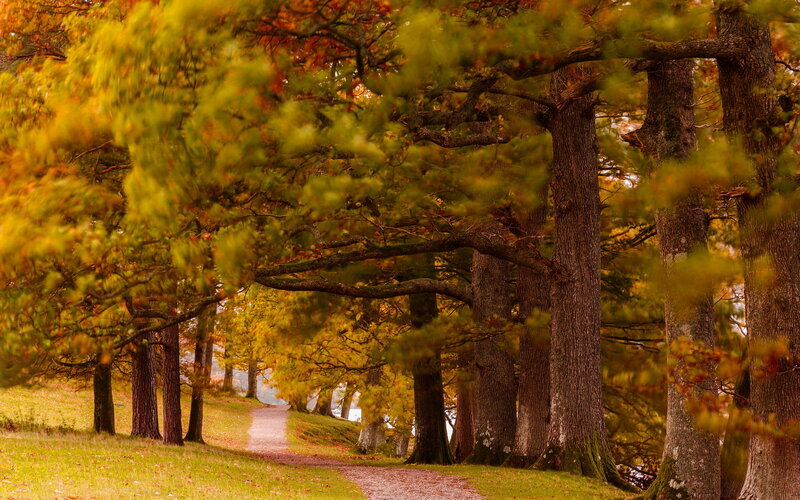 Path Through Autumn Trees — Green, Serene, Photograph, Grass