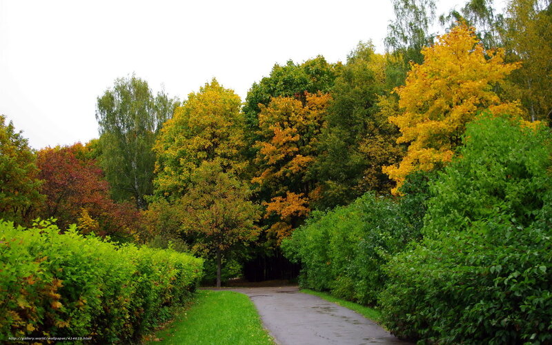 Path Through Autumn Trees — Green, Serene, Photograph, Hedge