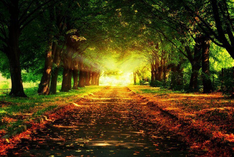 Path Through Autumn Trees — Green, Serene, Photograph, Leaves, Sunlight